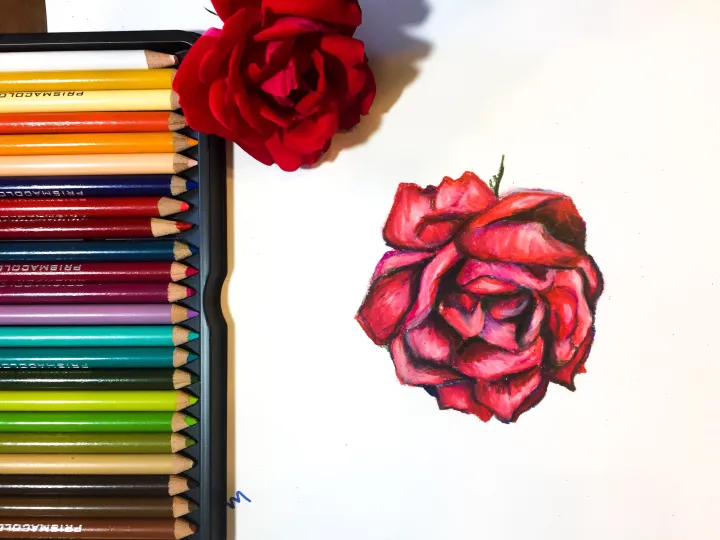 Rose Drawing | How to Use Colored Pencils to Draw a Rose
