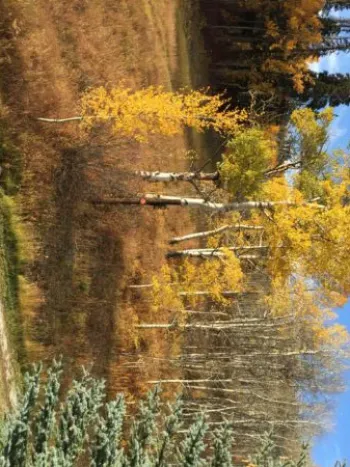 Fall Aspen Trees