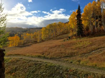 Fall Aspen Trees