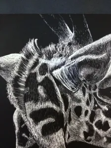 HS Scratch Art Lesson Scratch Board Value through line