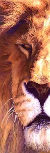 Mitch Ridder Lion Watercolor