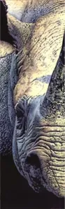 Mitch Ridder Elephant Watercolor