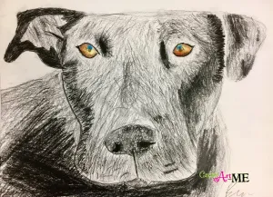 Emphasis Animal Eyes Graphite and Colored Pencil Drawing