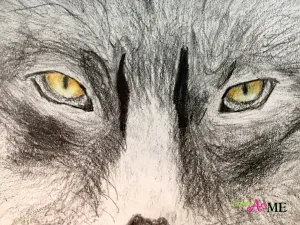 Emphasis Animal Eyes Graphite and Colored Pencil Drawing