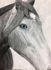 Emphasis Animal Eyes Graphite and Colored Pencil Drawing