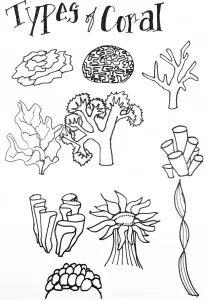 Types of coral