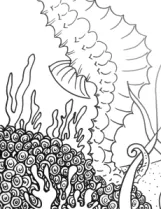close up coral