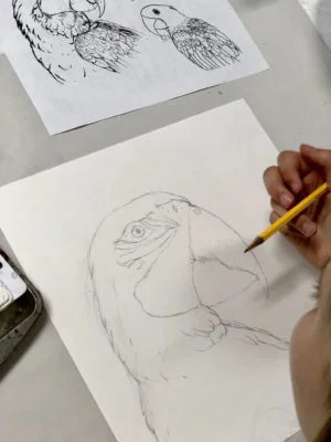 Parrot color contrast art lesson