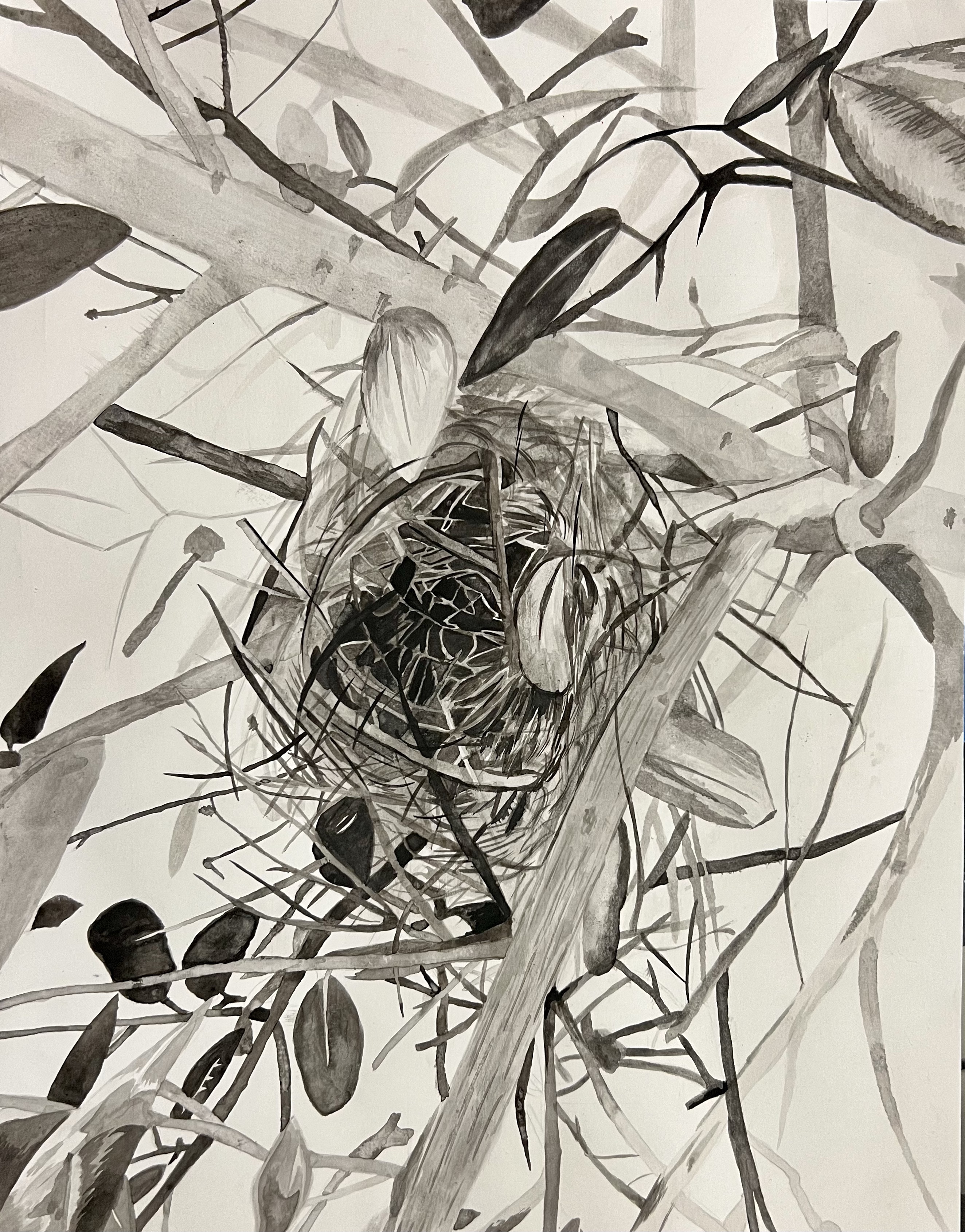 Featured: India Ink Nest Artwork