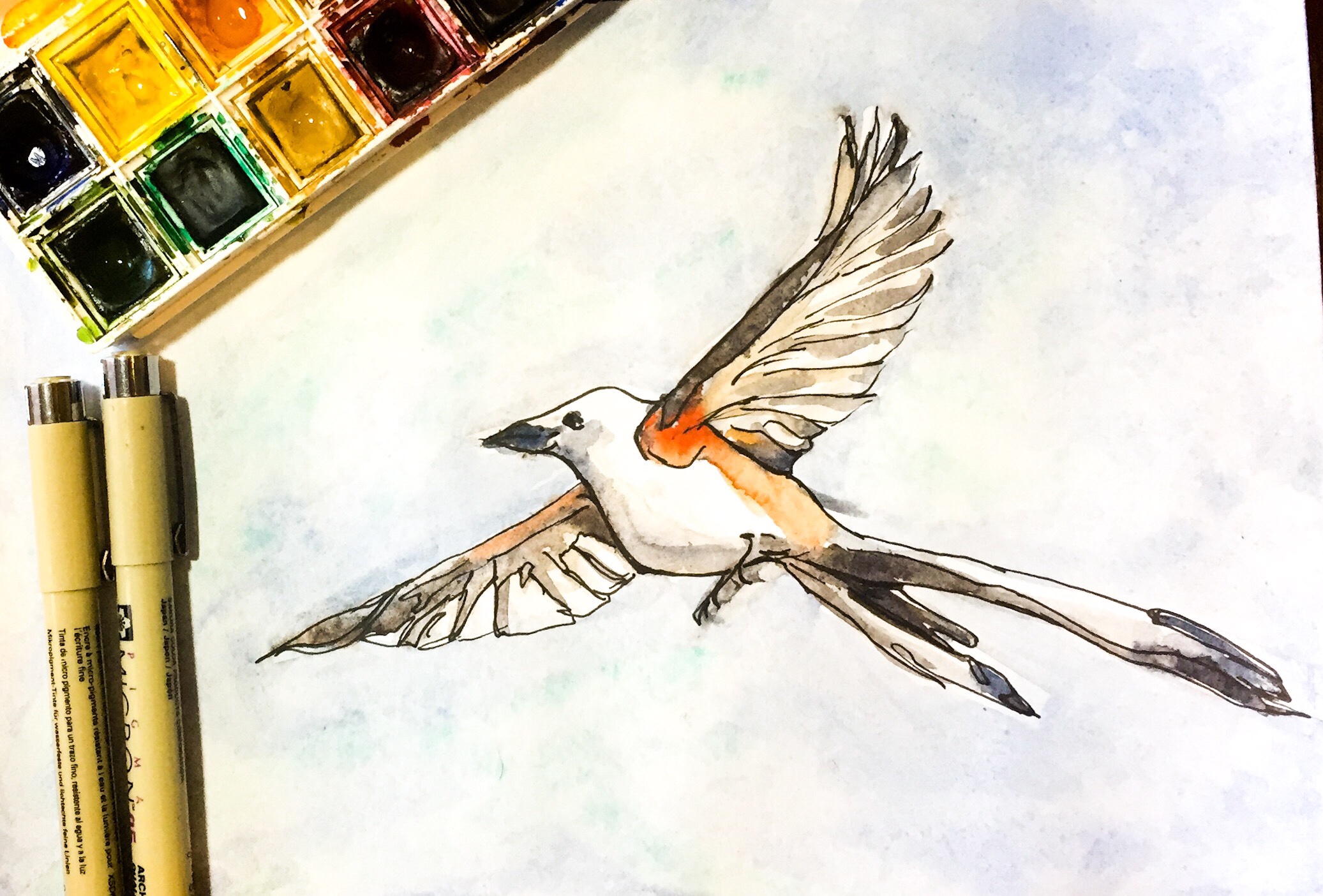Featured: Daily Doodle: Scissor Tail Fly Catcher