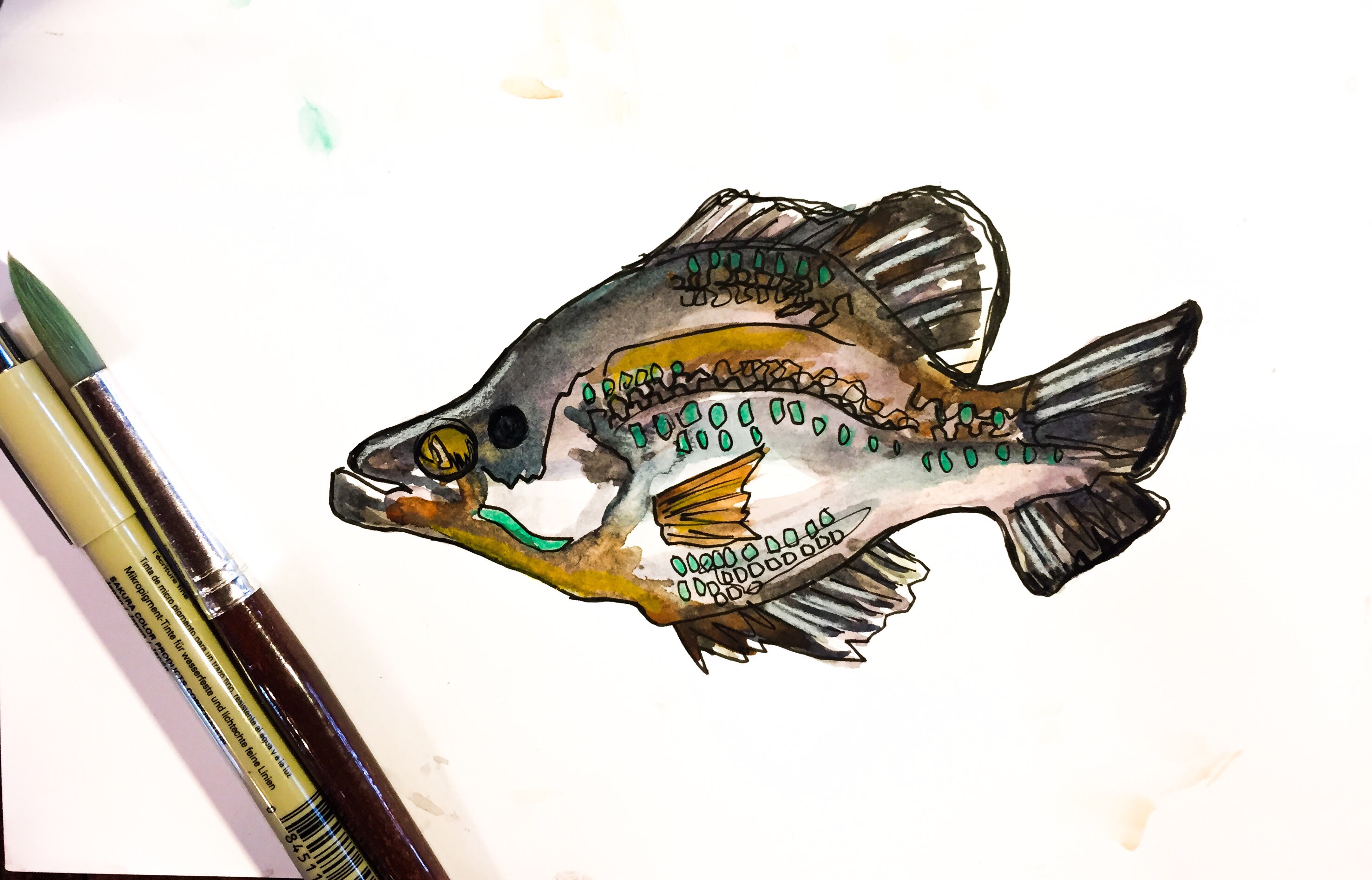 Featured: Daily Doodle: Crappie Painting