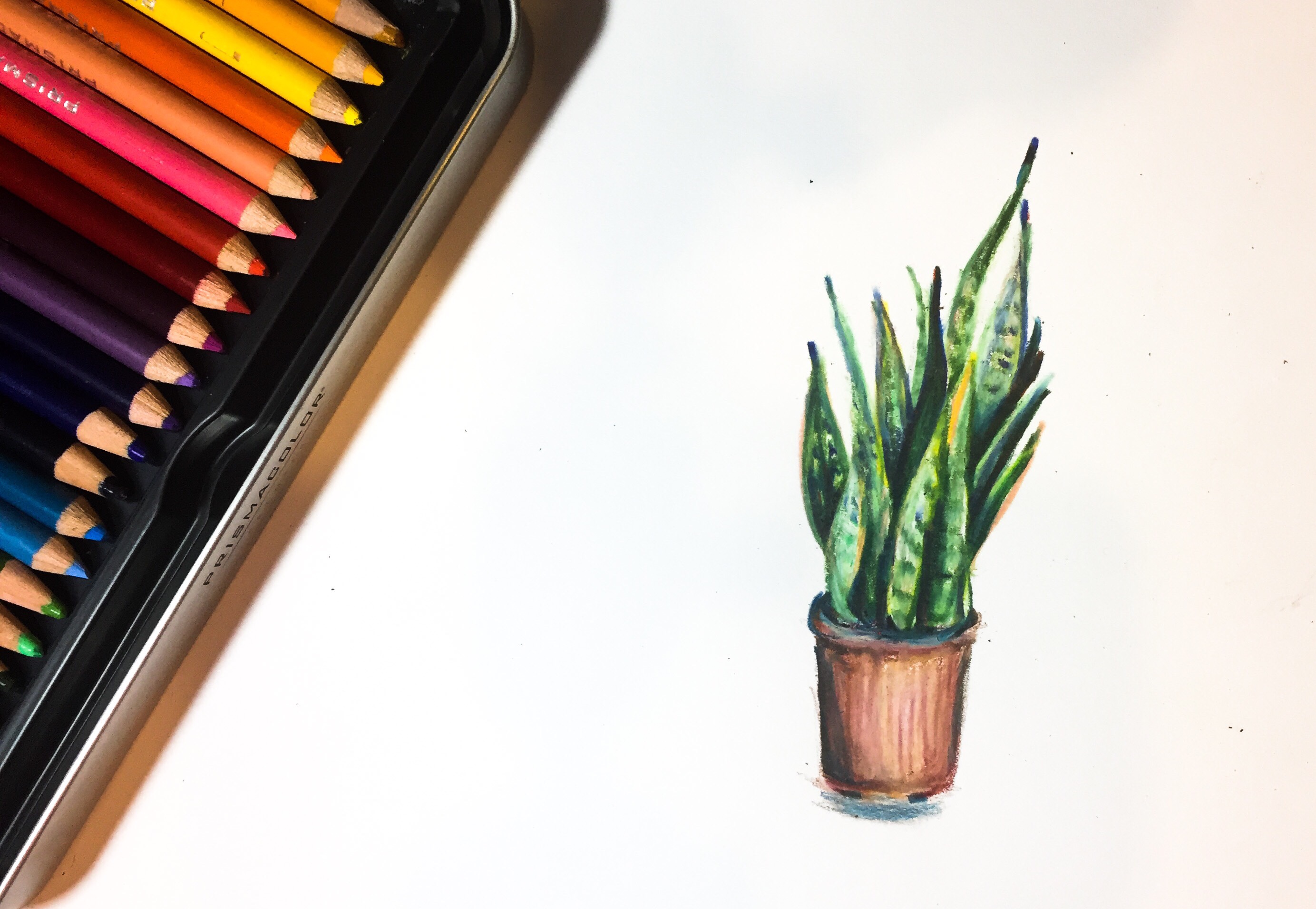 Featured: Daily Doodle | Colored Pencil House Plant Drawing