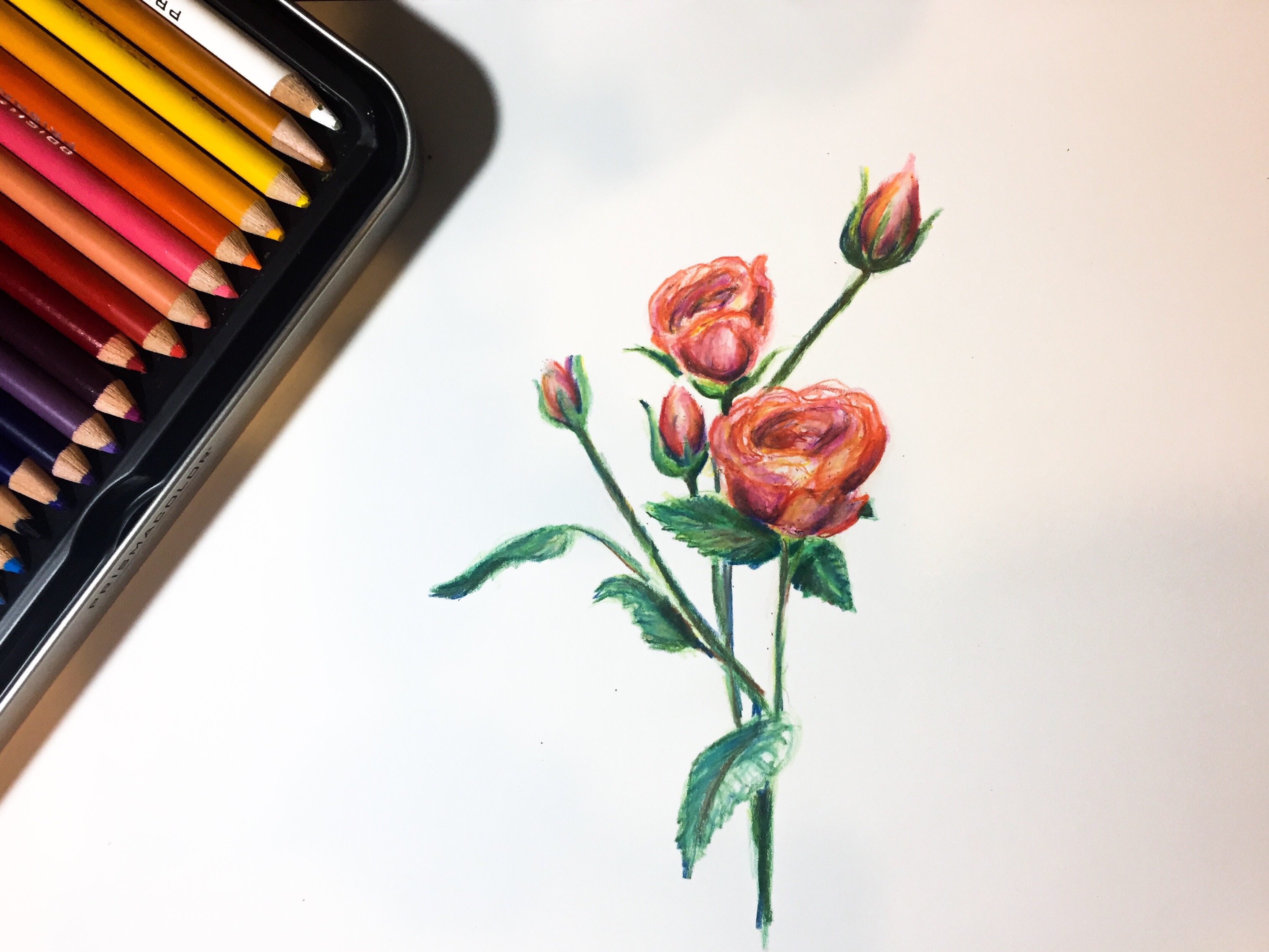 Featured: Daily Doodle | Rose Drawing