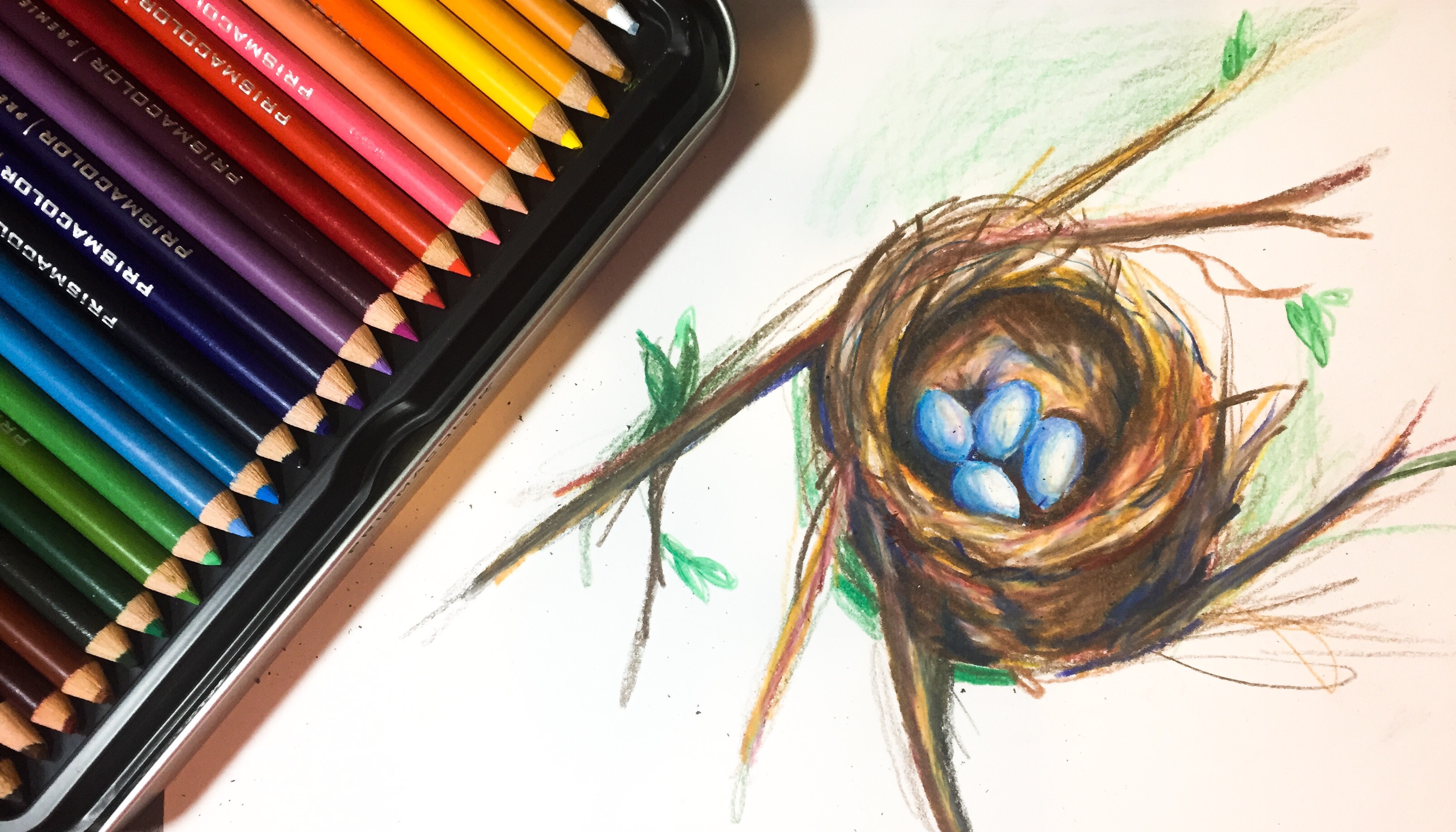 Featured: Daily Doodle | Robin’s Nest Drawing