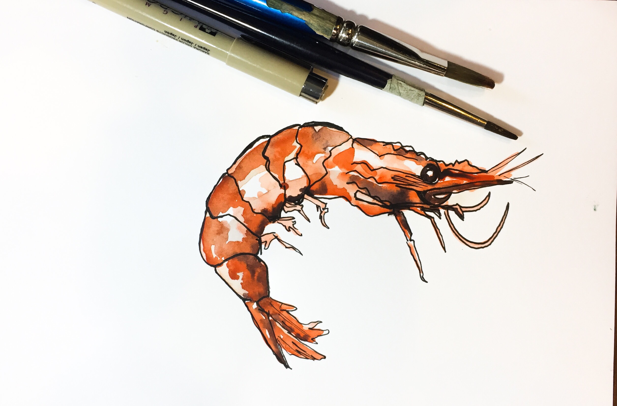 Featured: Daily Doodle: Shrimp Watercolor Painting