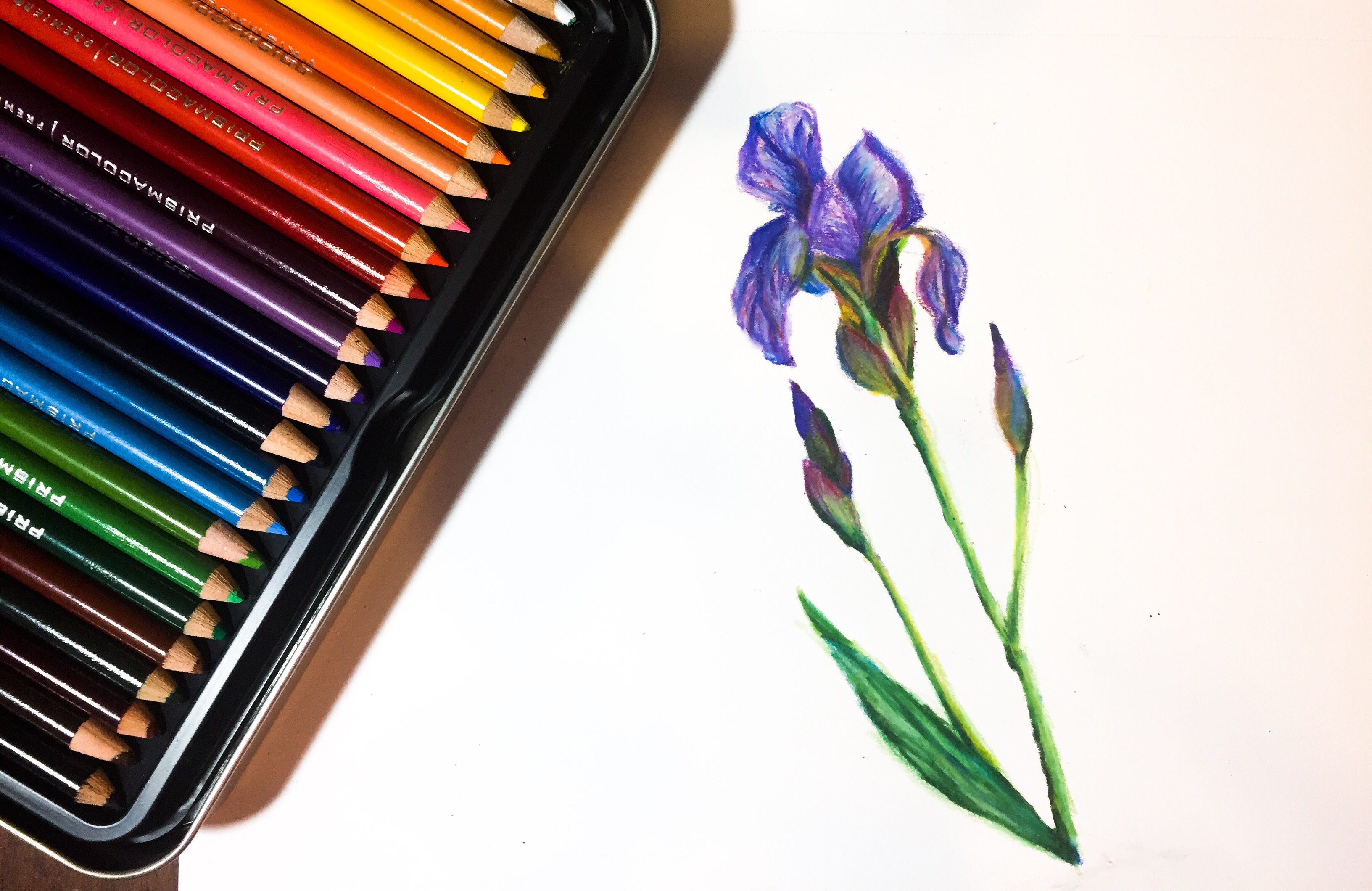 Featured: Daily Doodle | Iris Colored Pencil Drawing