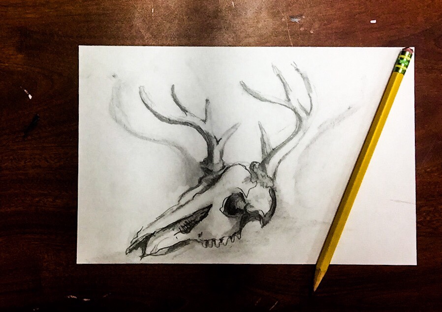 Featured: Daily Doodle: Deer Skull Drawing