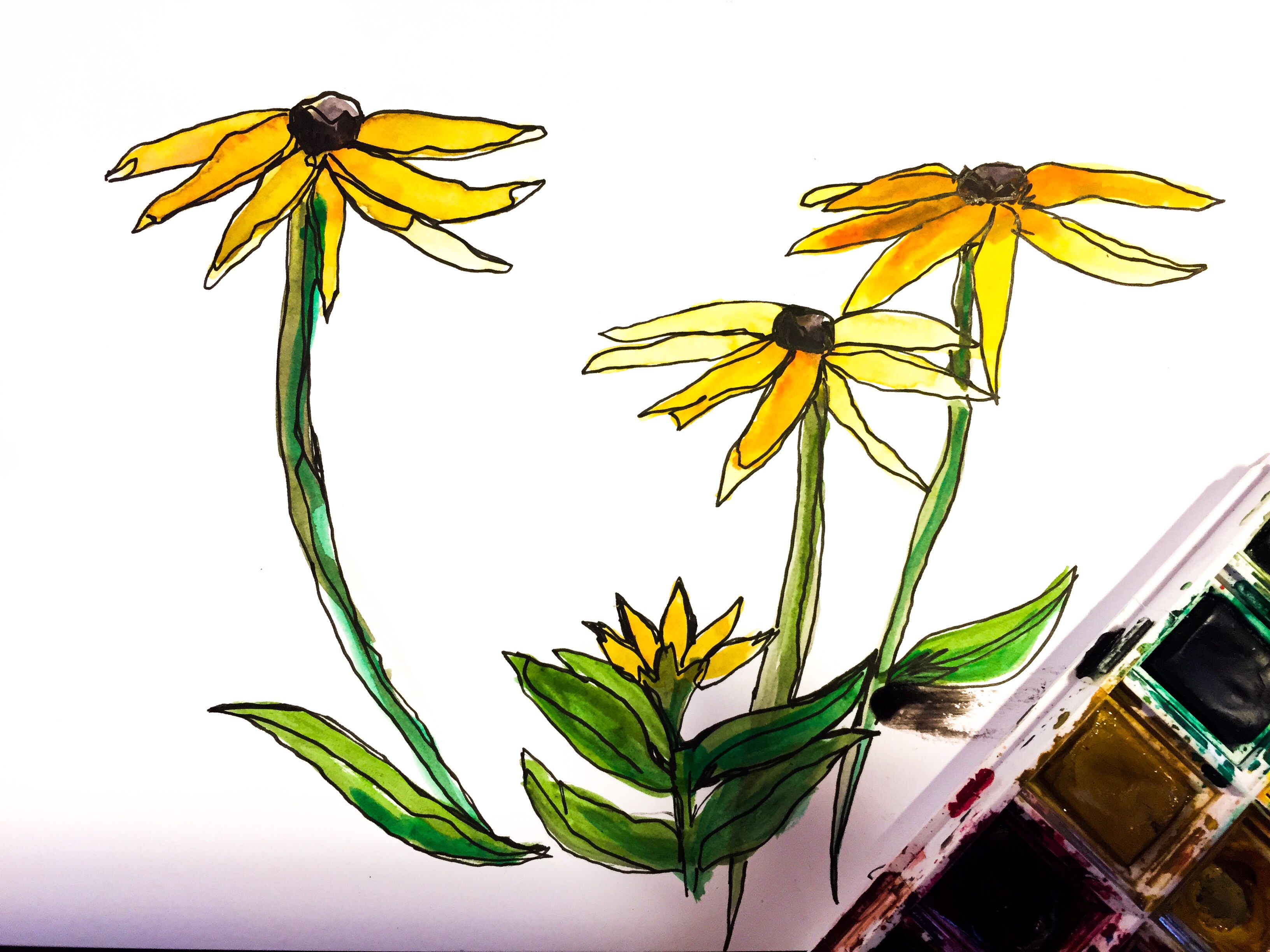 Featured: Daily Doodle: Black Eyed Susan Painting