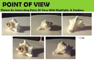 Sea Shell Pastel Drawing Point of View