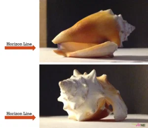 Sea Shell Pastel Drawing