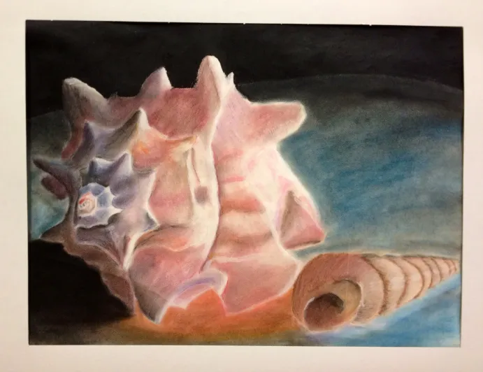 Sea Shell Pastel Drawings Observational Drawing Skills Lesson