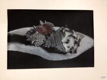 Sea Shell Pastel Drawings Observational Drawing Skills Lesson