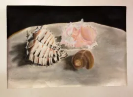 Sea Shell Pastel Drawings Observational Drawing Skills Lesson