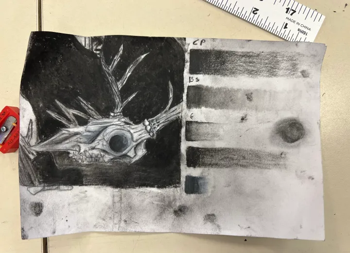 deer skull charcoal practice