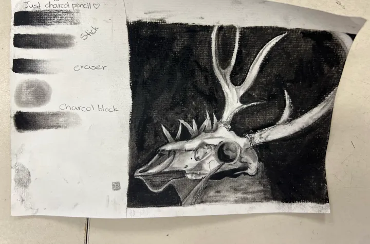 deer skull charcoal practice