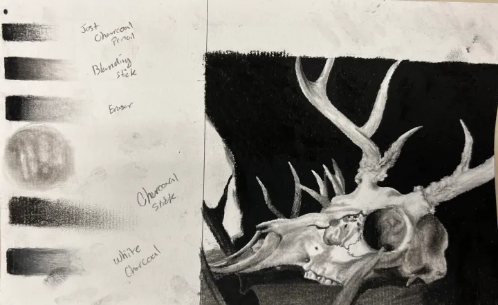 deer skull charcoal practice