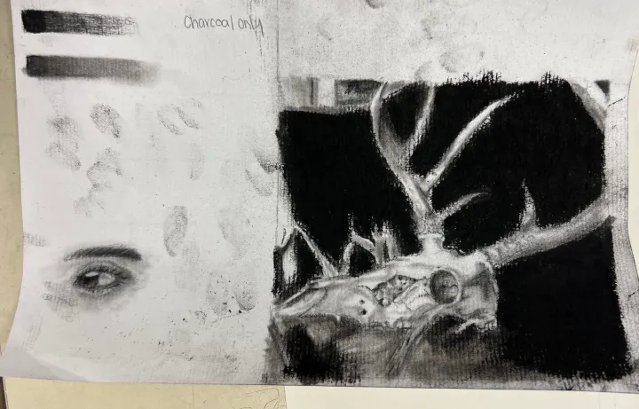 deer skull charcoal practice