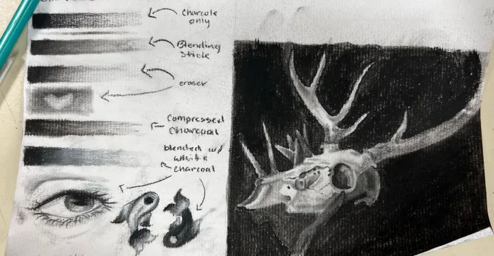 deer skull charcoal practice