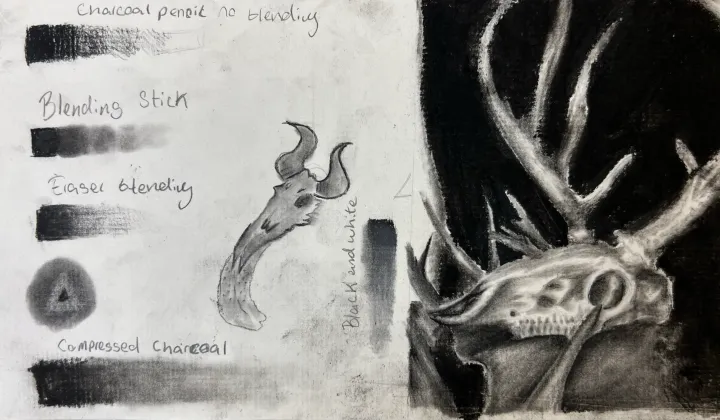 deer skull charcoal practice