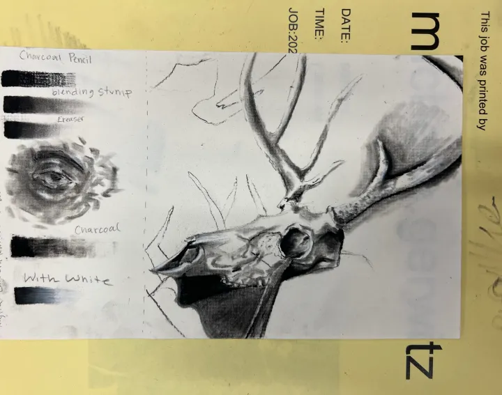 deer skull charcoal practice