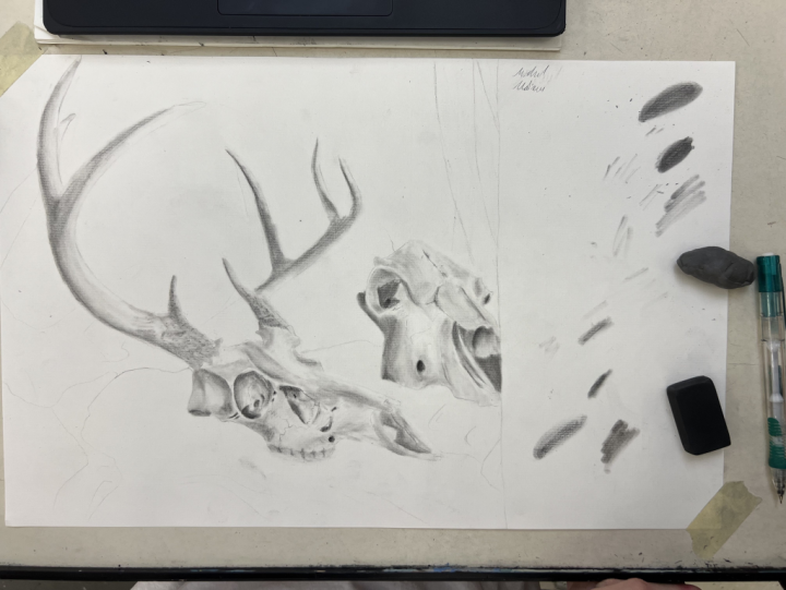 charcoal skull still life