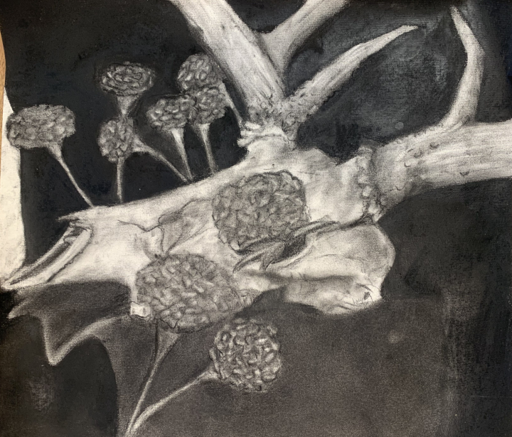 Charcoal Skull Artwork